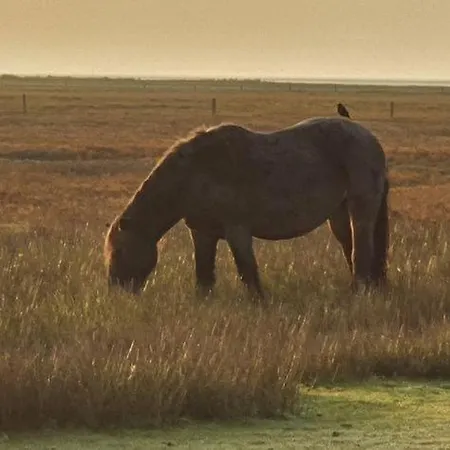 Апартаменты Haus Delphin *