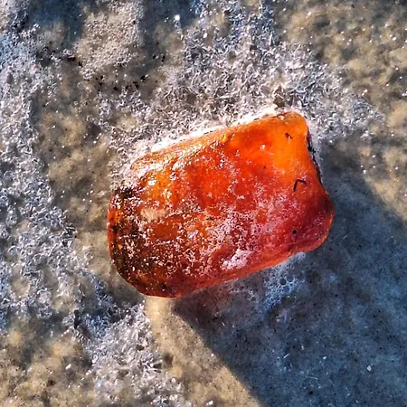 Haus Delphin Lägenhet Juist